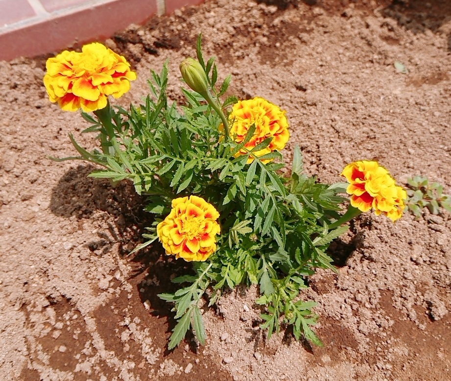 花壇 マリーゴールド