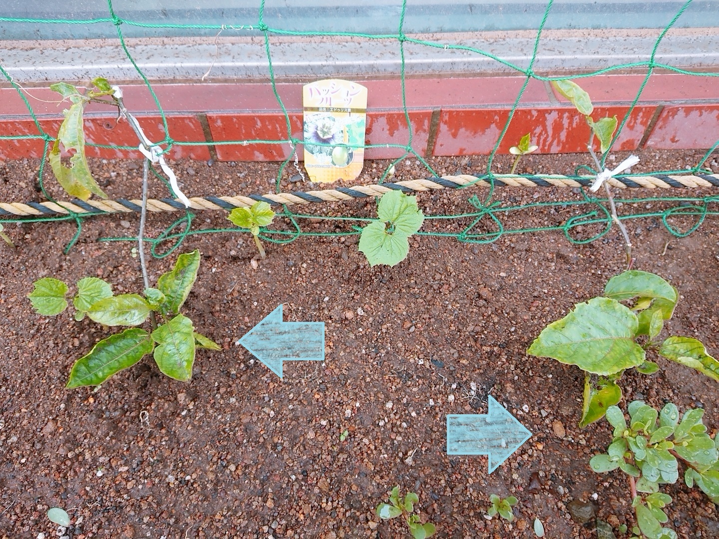 20190706_パッションフルーツ