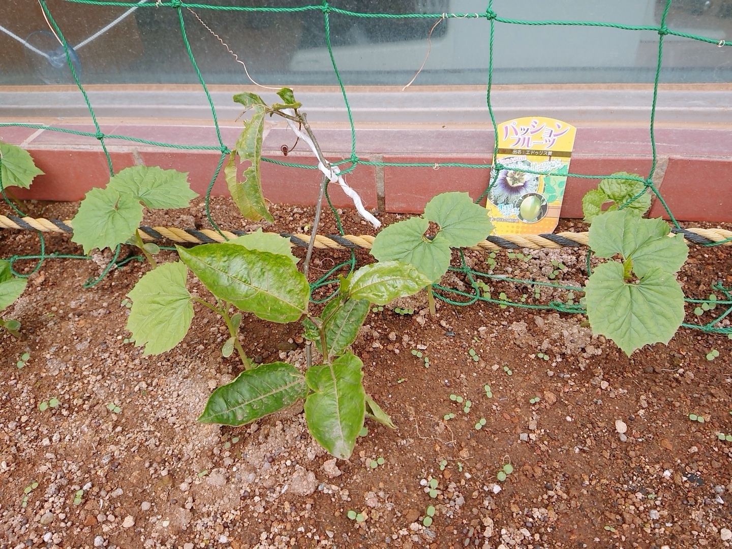 20190711_パッションフルーツ