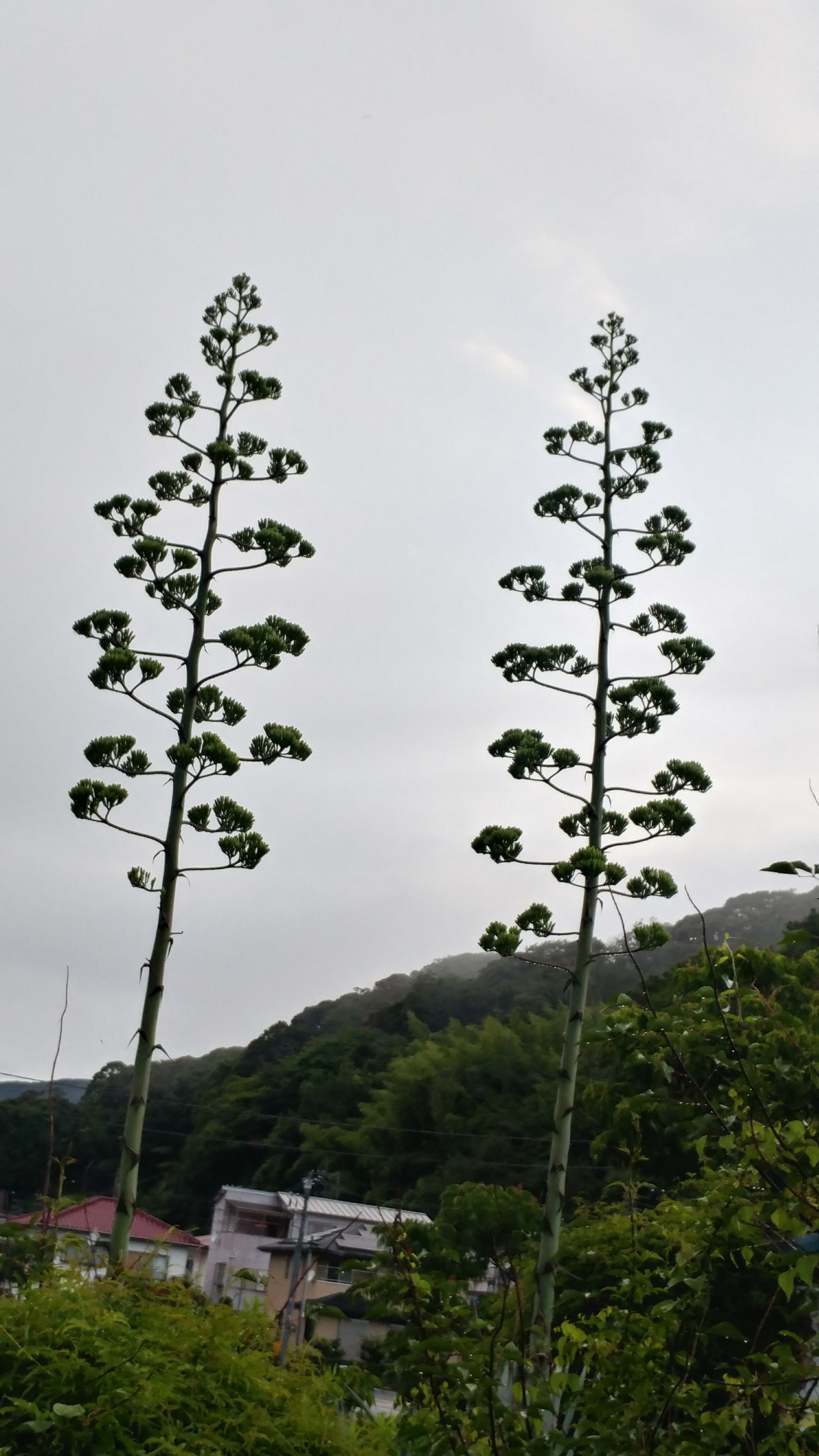 20190719_リュウゼツラン①