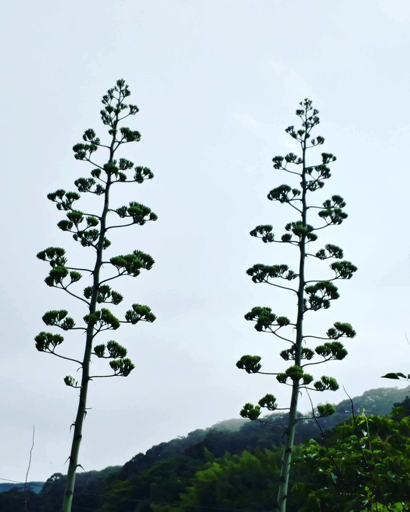 IMG_20190719_リュウゼツラン②